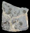 Ammonite Fossil (Promicroceras) Slab - Somerset, England #63520-2